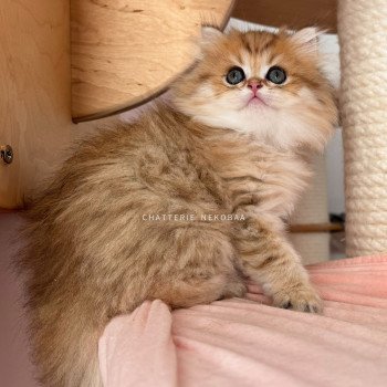 chaton British Longhair black golden shaded Ichirou Chatterie Nekobaa chaton British Longhair black golden shaded Ichirou Chatterie Nekobaa