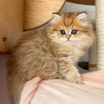 chaton British Longhair black golden shaded Ichirou Chatterie Nekobaa chaton British Longhair black golden shaded Ichirou Chatterie Nekobaa