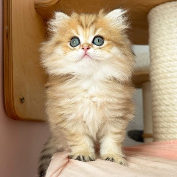 chaton British Longhair black golden shaded Ichirou Chatterie Nekobaa chaton British Longhair black golden shaded Ichirou Chatterie Nekobaa