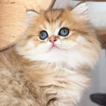 Zéphyr Ichirou Mâle British Longhair