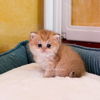 chaton British Shorthair black golden shaded Izumi Chatterie Nekobaa