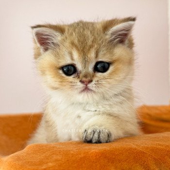 chaton British Shorthair black golden shaded Izumi Chatterie Nekobaa