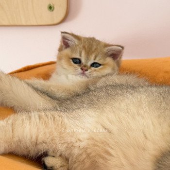chaton British Shorthair black golden shaded Izumi Chatterie Nekobaa