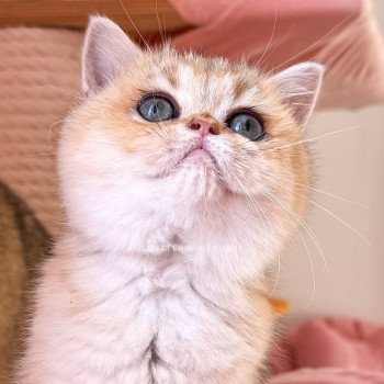 chaton British Shorthair black golden shaded Izumi Chatterie Nekobaa