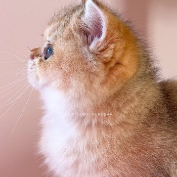 chaton British Shorthair black golden shaded Izumi Chatterie Nekobaa