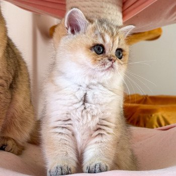 chaton British Shorthair black golden shaded Izumi Chatterie Nekobaa