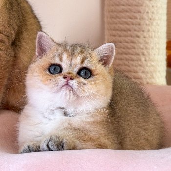chaton British Shorthair black golden shaded Izumi Chatterie Nekobaa