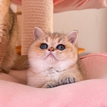 chaton British Shorthair black golden shaded Izumi Chatterie Nekobaa