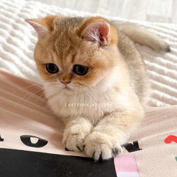 chat British Shorthair black golden shaded Izumi Chatterie Nekobaa
