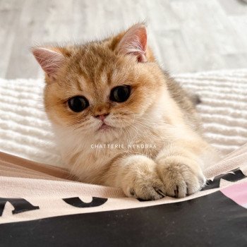 chat British Shorthair black golden shaded Izumi Chatterie Nekobaa
