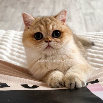 chat British Shorthair black golden shaded Izumi Chatterie Nekobaa