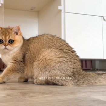 chat British Shorthair black golden shaded Izumi Chatterie Nekobaa