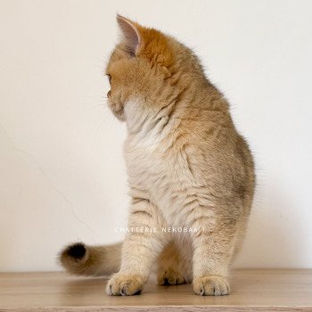 chat British Shorthair black golden shaded Izumi Chatterie Nekobaa