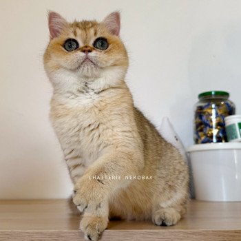 chat British Shorthair black golden shaded Izumi Chatterie Nekobaa
