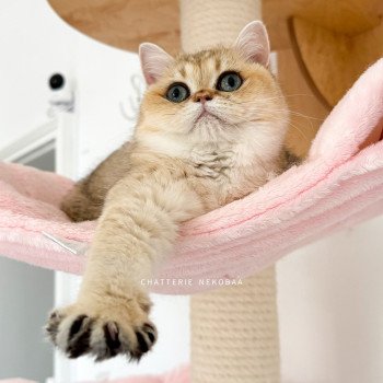 Izumi Femelle British Shorthair