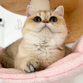 chat British Shorthair black golden shaded Izumi Chatterie Nekobaa