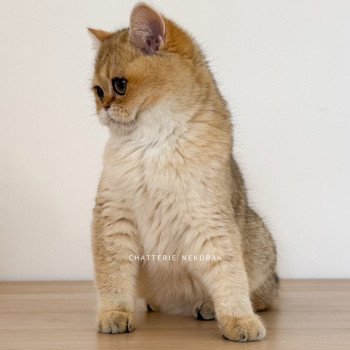 chat British Shorthair black golden shaded Izumi Chatterie Nekobaa