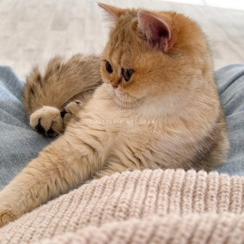chat British Shorthair black golden shaded Izumi Chatterie Nekobaa