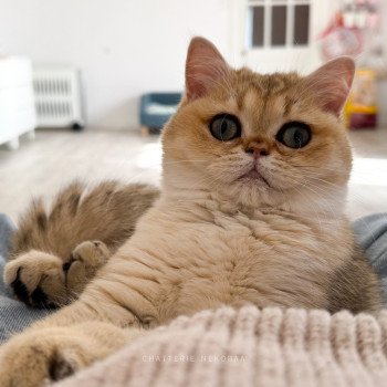 chat British Shorthair black golden shaded Izumi Chatterie Nekobaa