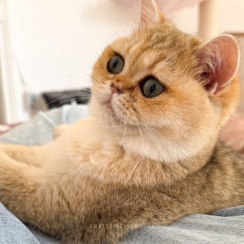 chat British Shorthair black golden shaded Izumi Chatterie Nekobaa