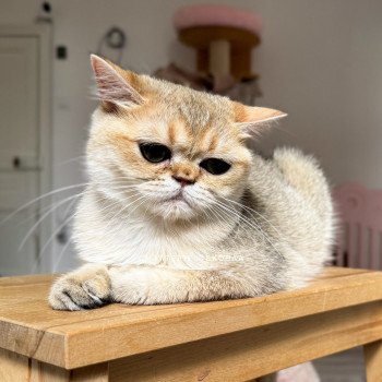chat British Shorthair black golden shaded Izumi Chatterie Nekobaa