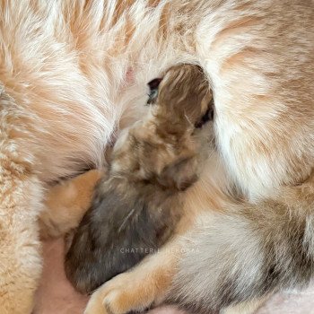 chaton British Longhair black golden ticked tabby Kanata Chatterie Nekobaa chaton British Longhair black golden ticked tabby Kanata Chatterie Nekobaa