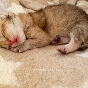 chaton British Longhair black golden ticked tabby Kanata Chatterie Nekobaa chaton British Longhair black golden ticked tabby Kanata Chatterie Nekobaa