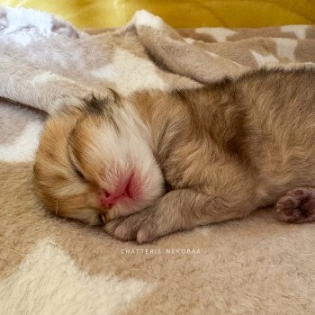 chaton British Longhair black golden ticked tabby Kanata Chatterie Nekobaa chaton British Longhair black golden ticked tabby Kanata Chatterie Nekobaa