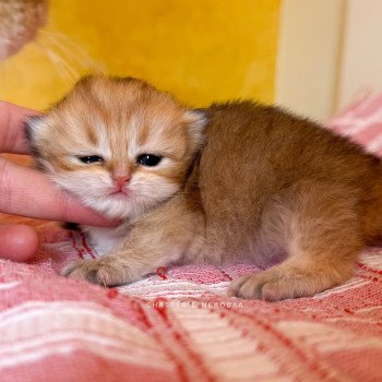 chaton British Longhair black golden shaded Kanata Chatterie Nekobaa chaton British Longhair black golden shaded Kanata Chatterie Nekobaa