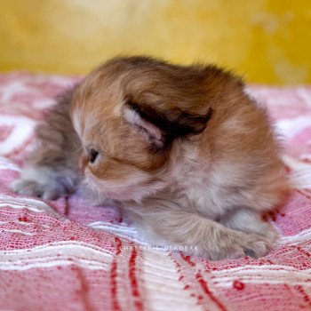 chaton British Longhair black golden shaded Kanata Chatterie Nekobaa chaton British Longhair black golden shaded Kanata Chatterie Nekobaa