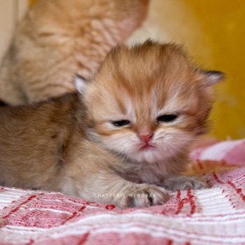 Kanata Femelle British Longhair
