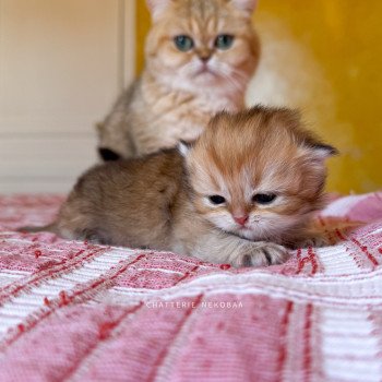 chaton British Longhair black golden shaded Kanata Chatterie Nekobaa chaton British Longhair black golden shaded Kanata Chatterie Nekobaa
