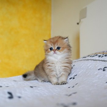 chaton British Longhair black golden shaded Kanata Chatterie Nekobaa chaton British Longhair black golden shaded Kanata Chatterie Nekobaa