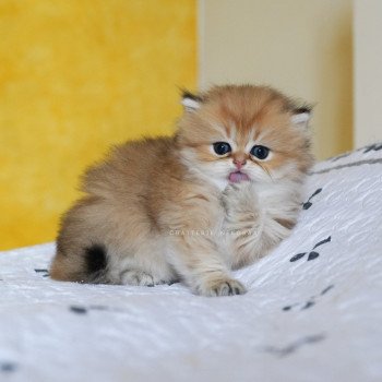 chaton British Longhair black golden shaded Kanata Chatterie Nekobaa chaton British Longhair black golden shaded Kanata Chatterie Nekobaa