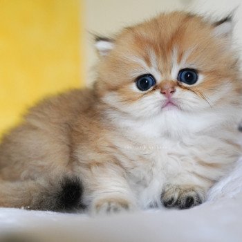 chaton British Longhair black golden shaded Kanata Chatterie Nekobaa chaton British Longhair black golden shaded Kanata Chatterie Nekobaa