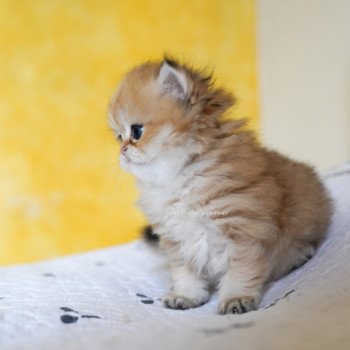 chaton British Longhair black golden shaded Kanata Chatterie Nekobaa chaton British Longhair black golden shaded Kanata Chatterie Nekobaa