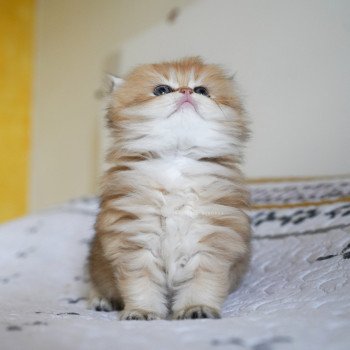 chaton British Longhair black golden shaded Kanata Chatterie Nekobaa chaton British Longhair black golden shaded Kanata Chatterie Nekobaa