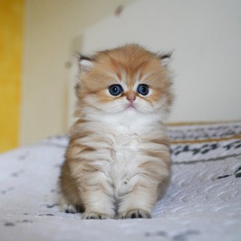 chaton British Longhair black golden shaded Kanata Chatterie Nekobaa chaton British Longhair black golden shaded Kanata Chatterie Nekobaa