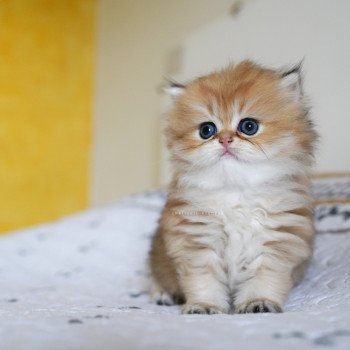 chaton British Longhair black golden shaded Kanata Chatterie Nekobaa chaton British Longhair black golden shaded Kanata Chatterie Nekobaa