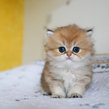 chaton British Longhair black golden shaded Kanata Chatterie Nekobaa chaton British Longhair black golden shaded Kanata Chatterie Nekobaa