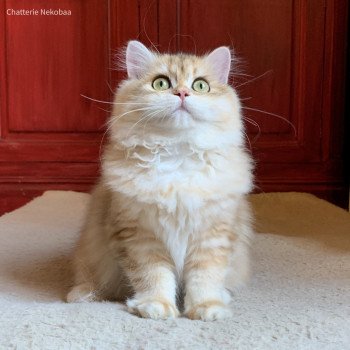 chat British Longhair brown (black golden) blotched tabby Lorasan Chatterie Nekobaa chat British Longhair brown (black golden) blotched tabby Lorasan Chatterie Nekobaa