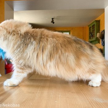 chat British Longhair brown (black golden) blotched tabby Lorasan Chatterie Nekobaa chat British Longhair brown (black golden) blotched tabby Lorasan Chatterie Nekobaa
