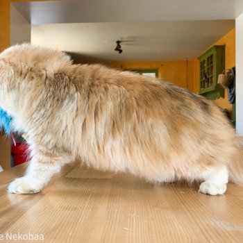 chat British Longhair brown (black golden) blotched tabby Lorasan Chatterie Nekobaa