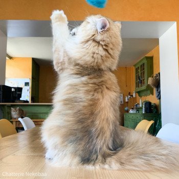 chat British Longhair brown (black golden) blotched tabby Lorasan Chatterie Nekobaa chat British Longhair brown (black golden) blotched tabby Lorasan Chatterie Nekobaa