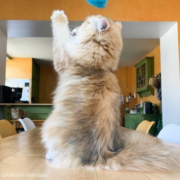 chat British Longhair brown (black golden) blotched tabby Lorasan Chatterie Nekobaa