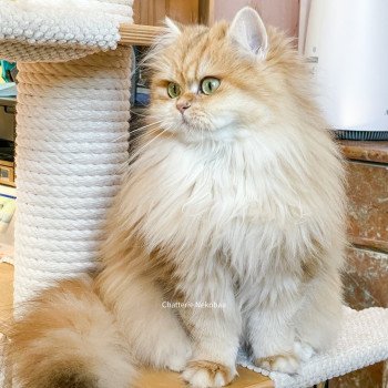 chat British Longhair brown (black golden) blotched tabby Lorasan Chatterie Nekobaa