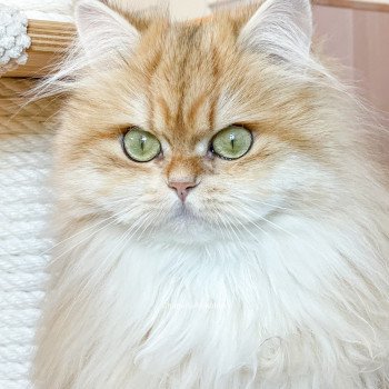 chat British Longhair brown (black golden) blotched tabby Lorasan Chatterie Nekobaa chat British Longhair brown (black golden) blotched tabby Lorasan Chatterie Nekobaa