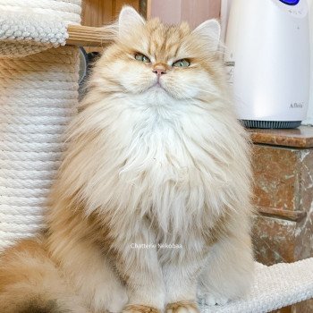 chat British Longhair brown (black golden) blotched tabby Lorasan Chatterie Nekobaa chat British Longhair brown (black golden) blotched tabby Lorasan Chatterie Nekobaa