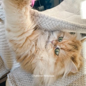 chat British Longhair brown (black golden) blotched tabby Lorasan Chatterie Nekobaa chat British Longhair brown (black golden) blotched tabby Lorasan Chatterie Nekobaa