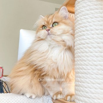 chat British Longhair brown (black golden) blotched tabby Lorasan Chatterie Nekobaa